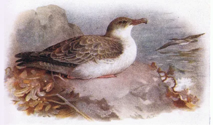 Großer Sturmtaucher